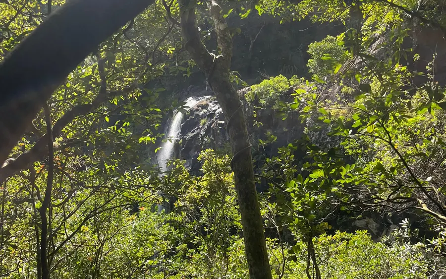Une cascade aperçue à travers des branches de forêt dense, lumière du soleil sur les feuilles au premier plan