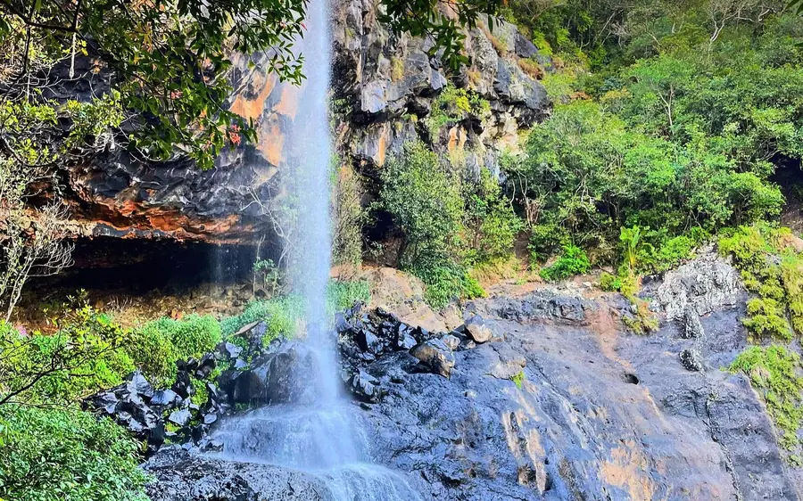 Une cascade unique tombant à travers des arbres en surplomb sur une roche sombre et humide, dans une forêt verte dense